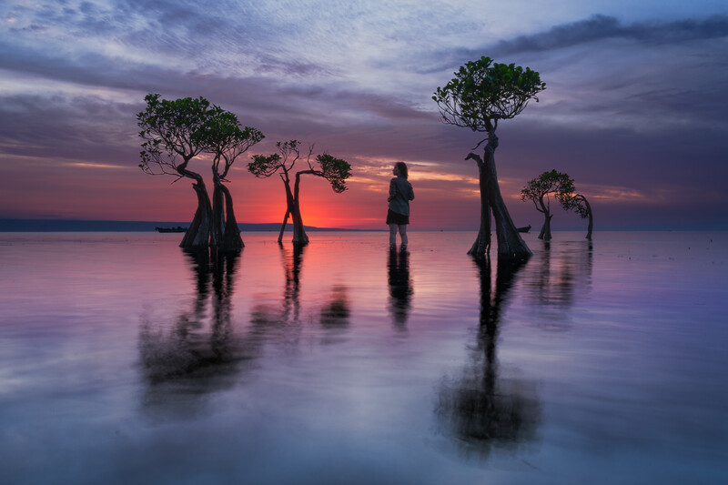 The Dancing Tree of Sumba island in Indonesia