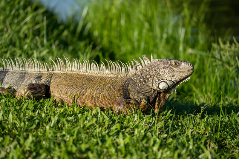 Iguana resting on bright green grass in natural daylight.