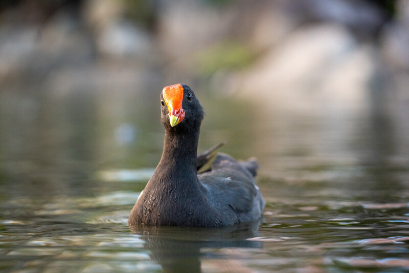 A cormorant swimming in water with its head held upright, displaying a distinctive orange-yellow facial patch and dark plumage.