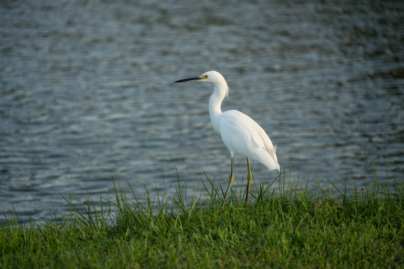 White egret standing in shallow water at the edge of green marsh grass.