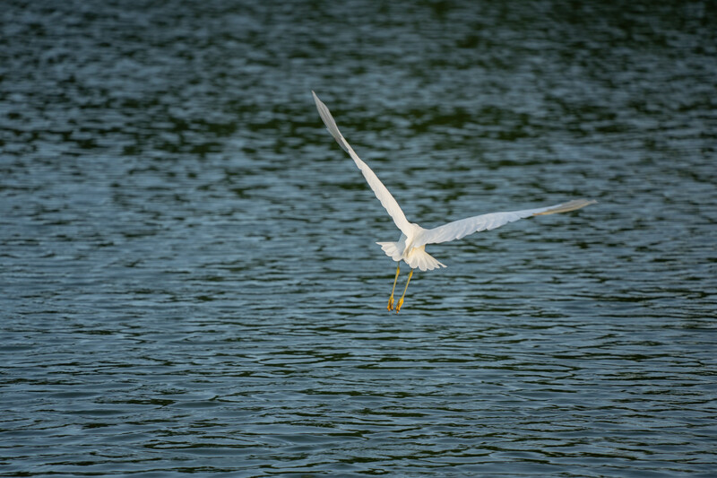 White egret in mid-flight over water with wings spread and legs extended downward.