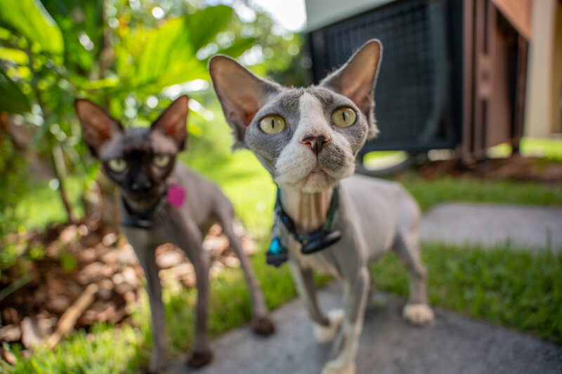 Two lean cats with harnesses on a residential pathway, the front cat gazing directly at the camera with wide eyes.