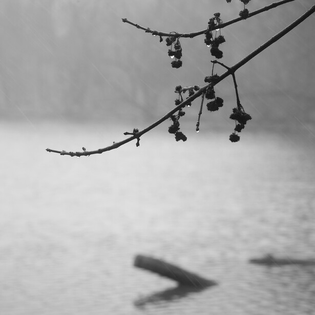 Square black &amp; white photo of raindrops on winter berries in front of water