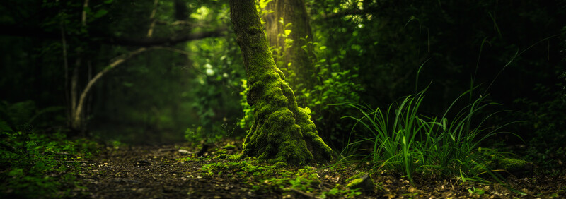 Moss-covered tree trunk in a shadowy forest with selective sunlight filtering through the canopy.