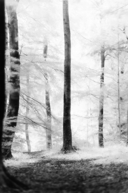 Misty forest scene with tall trees and filtered light creating a hazy, ethereal atmosphere.