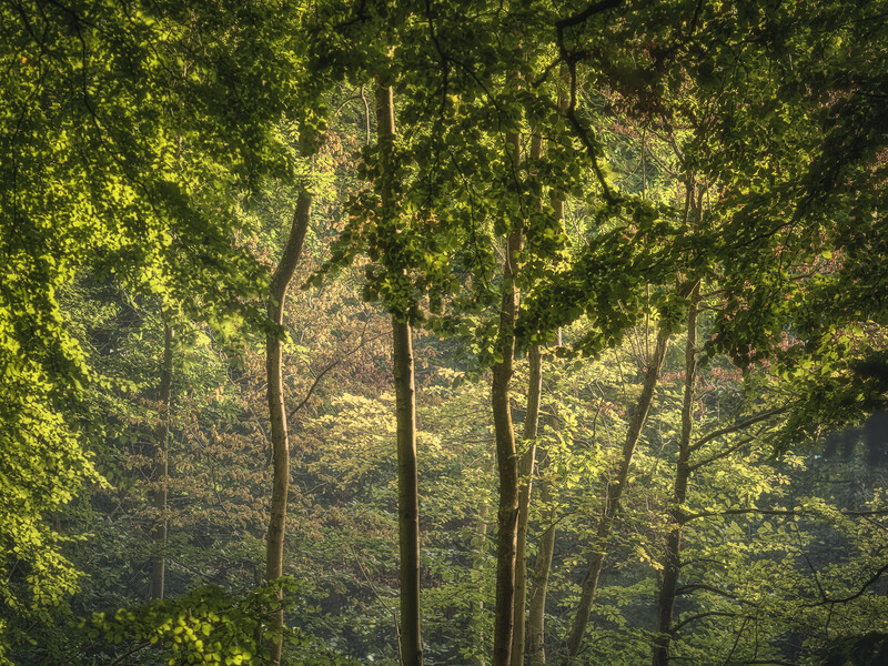 Sunlit forest interior with tall trees and layered green canopy creating depth through atmospheric perspective.