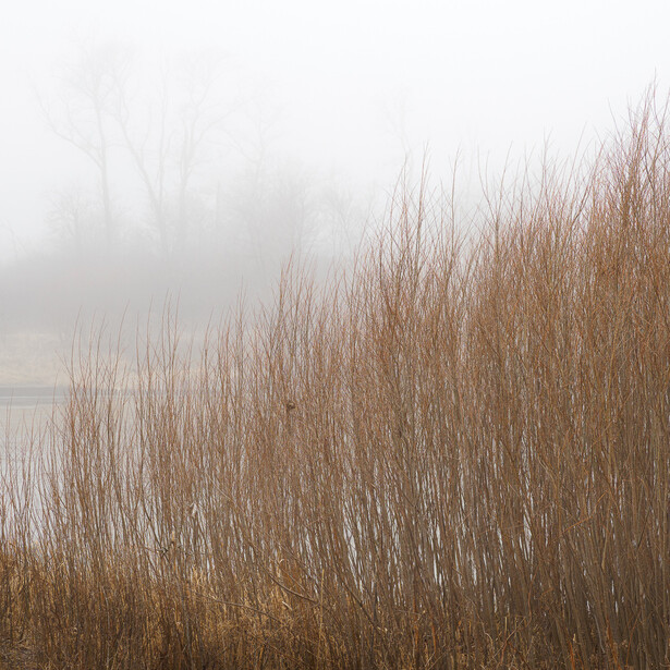 Photograph of winter grasses with trees visible through fog in the background