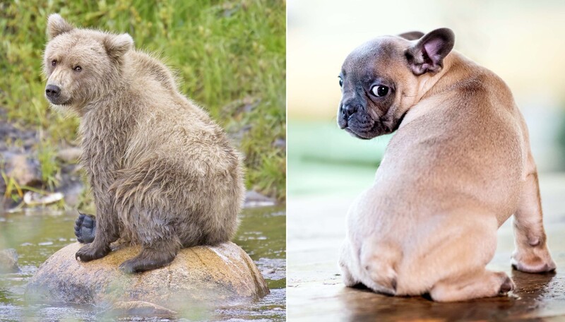 Side-by-side comparison of a brown bear cub sitting on a rock and a tan French Bulldog sitting in shallow water.