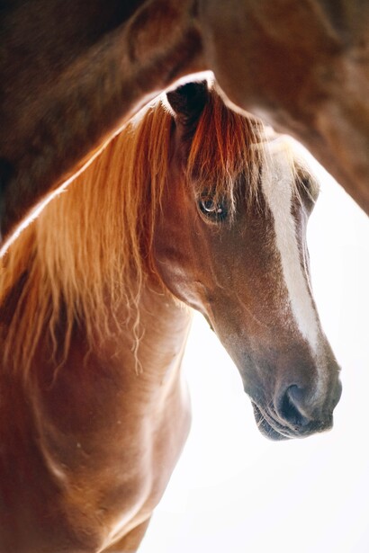 Brown horse with flowing mane backlit by bright sunlight against a soft background.