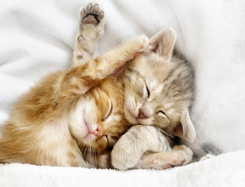 Orange tabby kitten lying on white bedding with paw raised to its face.