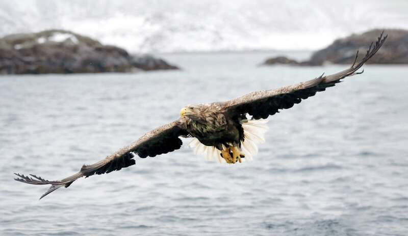 Bald eagle in flight with wings spread wide, diving toward water with forested islands in the background.
