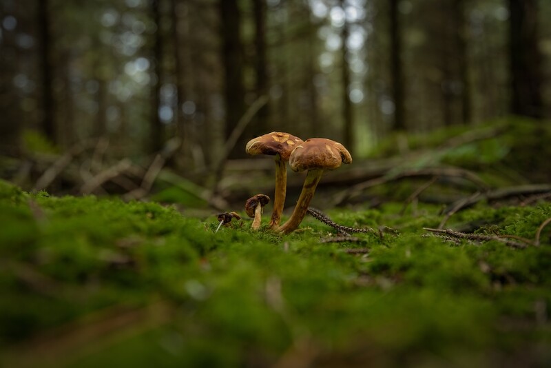 Brown mushroom with thin stem growing on moss-covered forest floor surrounded by evergreen trees.