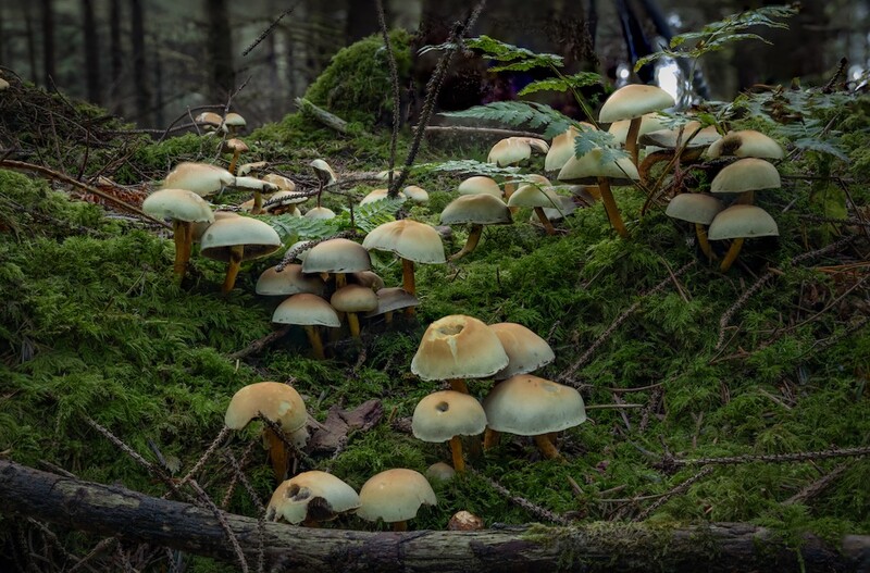 Cluster of pale tan mushrooms with umbrella-shaped caps growing on moss-covered forest floor.