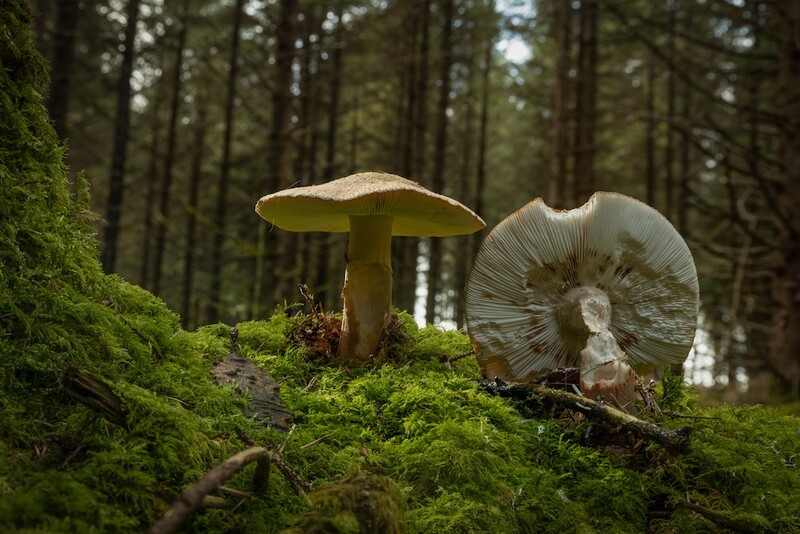 Two mushrooms growing on moss-covered ground in a dense forest, one with a pale umbrella-like cap viewed from above, the other showing its gills from below.