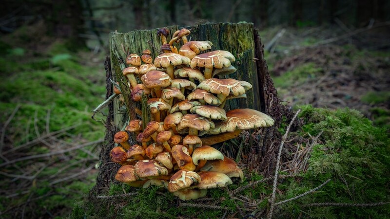 Cluster of golden-brown mushrooms fruiting densely on a moss-covered tree stump in a forest setting.