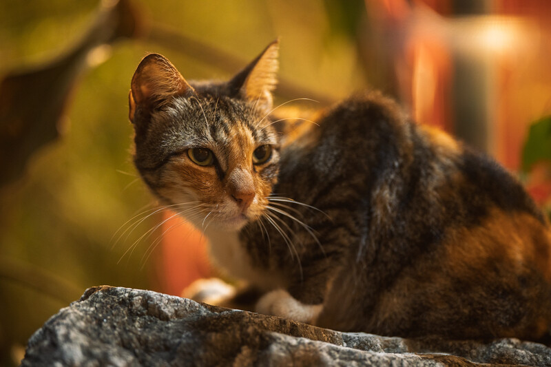 Tabby cat perched on a rock, gazing directly at camera with alert expression.