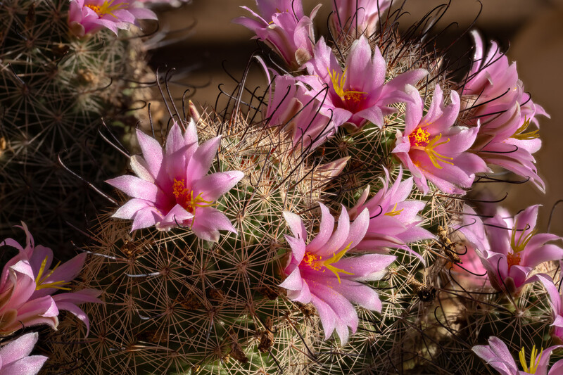 Cluster of pink cactus flowers with yellow centers blooming among spiny stems in bright sunlight.