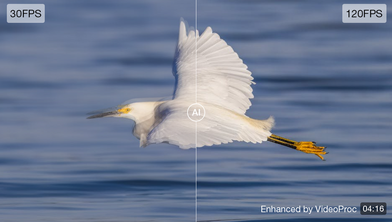 White egret in flight over water with wings spread, shown in split-screen comparison at 30FPS and 120FPS.