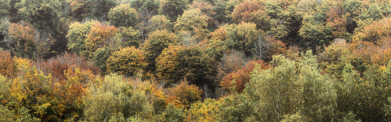 Dense forest canopy in early autumn with mixed deciduous and evergreen trees displaying yellow, orange, and green foliage.