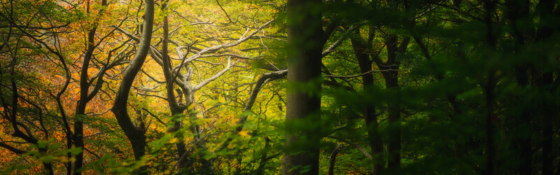 Forest canopy with layered trees in golden and green autumn foliage, shot from below with selective focus on foreground branches.