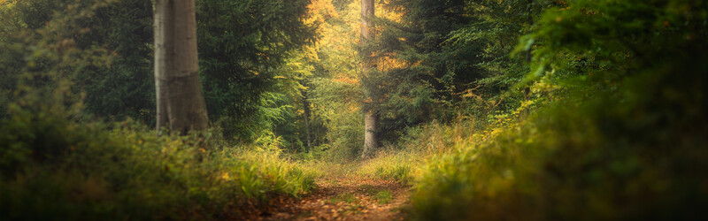 Forest path lined with green undergrowth and tall trees with dappled golden sunlight filtering through the canopy.