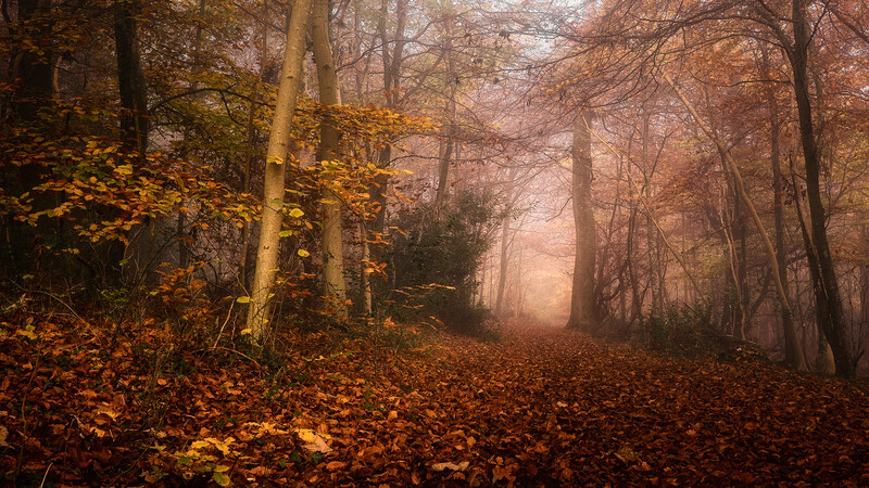 Forest path lined with bare trees and golden-brown fallen leaves, fog obscuring the distance.