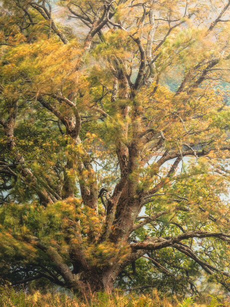 Mature tree with golden autumn foliage and dark branches against a bright sky.