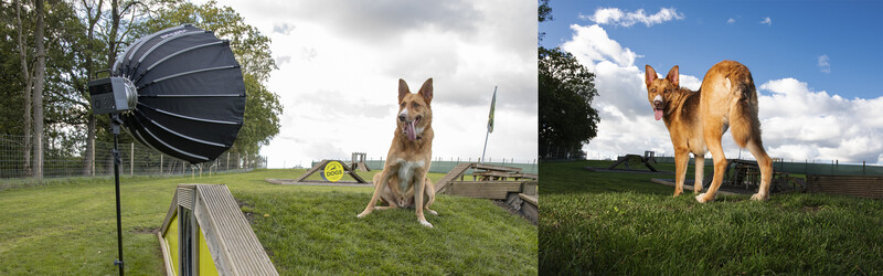 German Shepherd dogs positioned in outdoor training environments with professional lighting equipment visible.