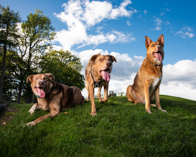 Three brown dogs sitting and lying on grass under a blue sky with white clouds.