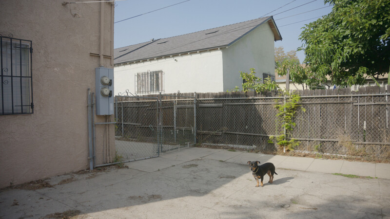 Dark dog walking across concrete driveway beside residential buildings and chain-link fence.