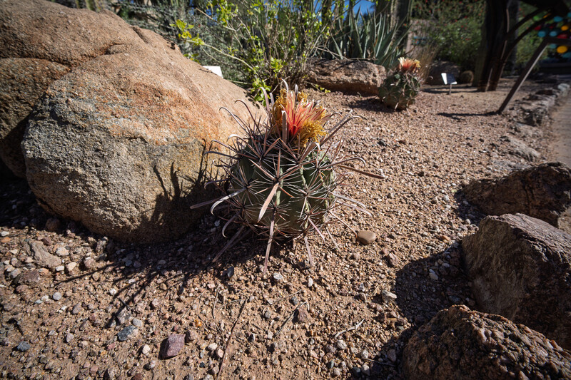 Desert cactus with reddish blooms surrounded by sandy soil and scattered rocks in natural sunlight.