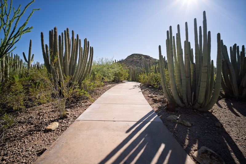 Concrete pathway lined with tall organ pipe cacti under bright desert sunlight.