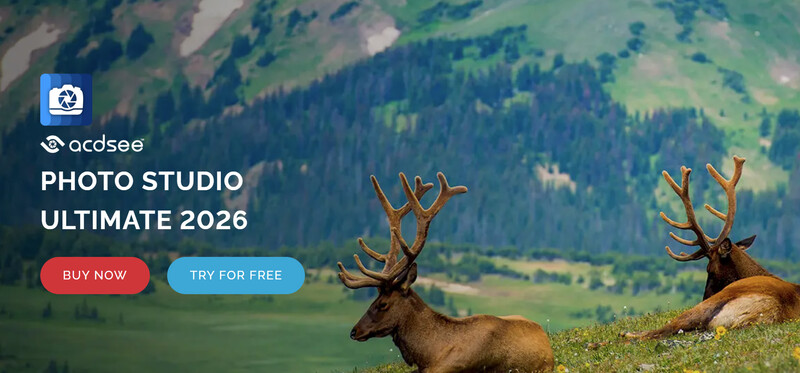 Two elk resting in a mountain meadow with forested slopes and alpine terrain in the background.