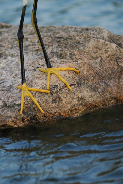 Yellow crab with long legs perched on a wet rock near water with dark rope or seaweed nearby.