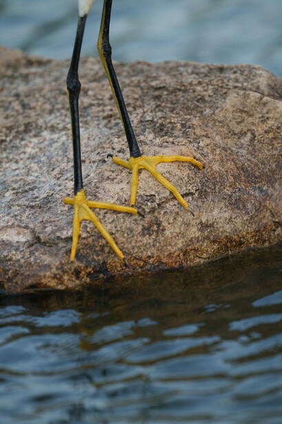 Yellow bird feet gripping dark branches suspended over water above a rocky surface.