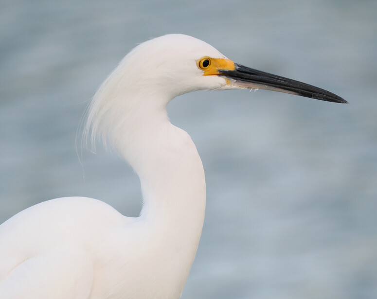Profile of a white egret with yellow eye and black bill against blurred blue-gray water.