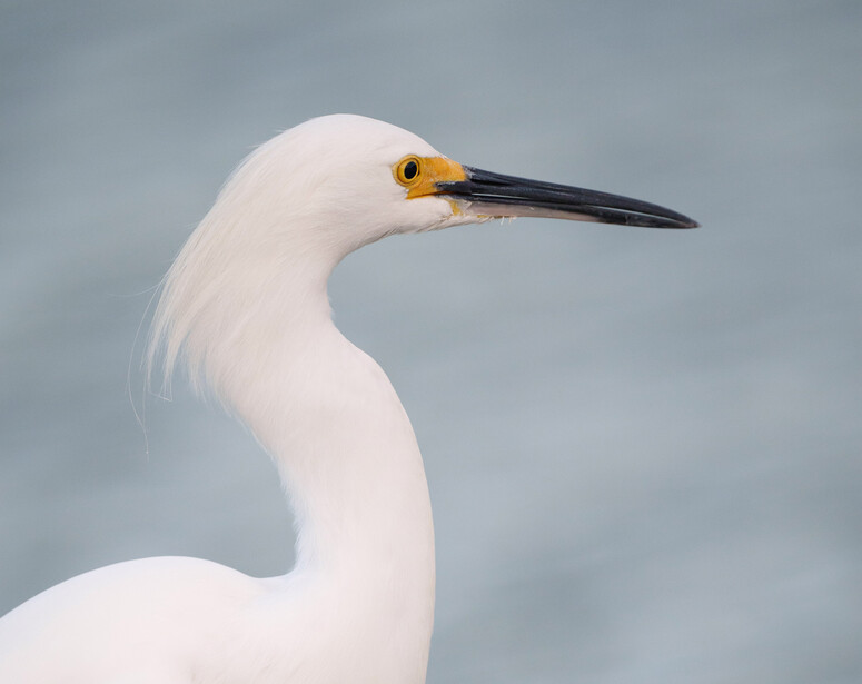 White egret in profile with yellow eye and black bill against gray water background.