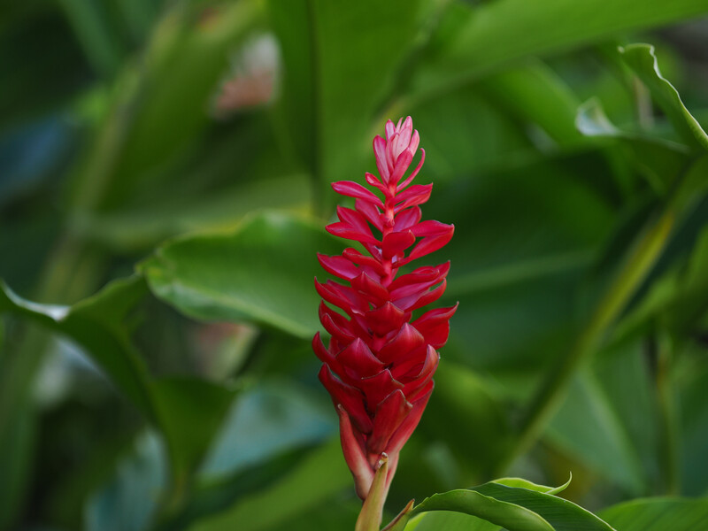 Bright red ginger flower with dense, overlapping petals arranged in a spike formation against soft green foliage.