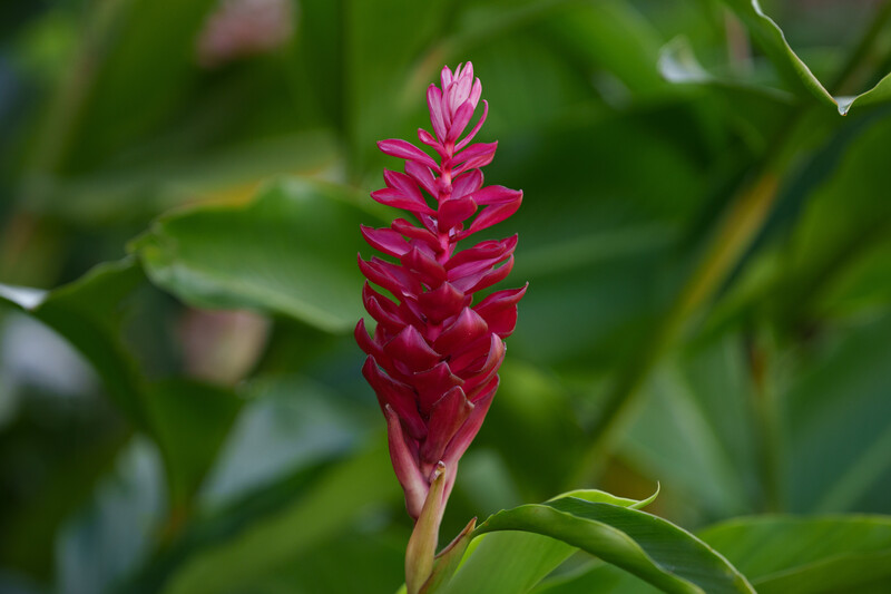 Deep magenta flower spike with overlapping petals against soft green foliage background.