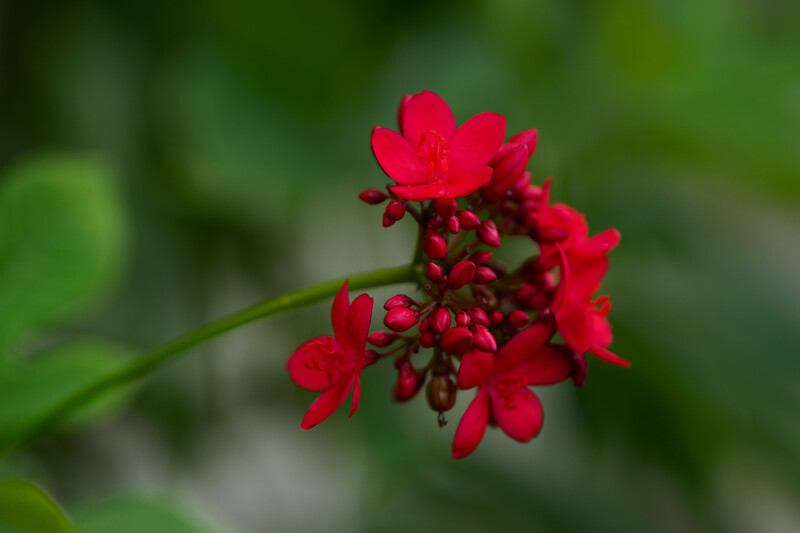 Cluster of deep red flowers with thin green stem against soft, blurred green background.