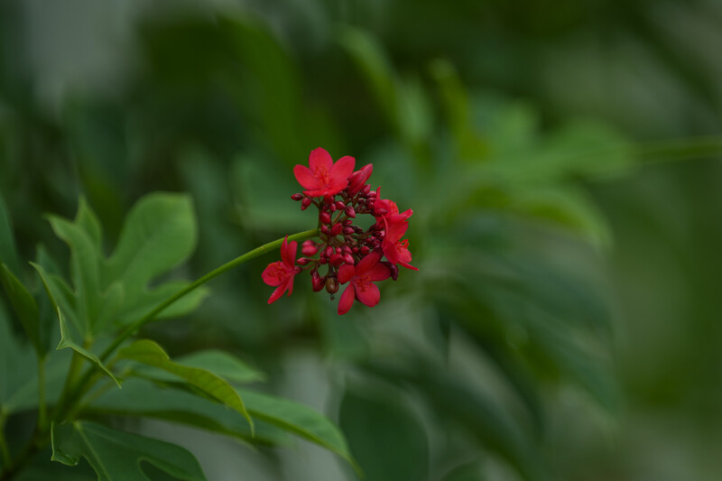 Bright red clustered flowers with green foliage on a blurred background.