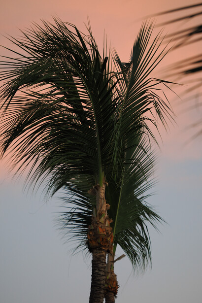 Palm tree silhouetted against a gradient sky transitioning from peach to blue at dusk.