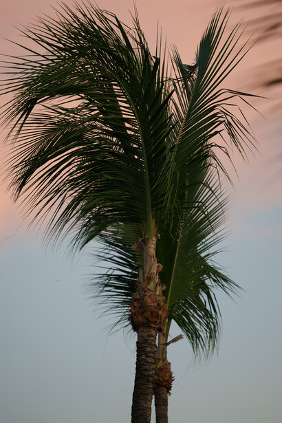 Palm tree silhouetted against a gradient sky at dusk, with feathery fronds backlit by soft pink and blue light.