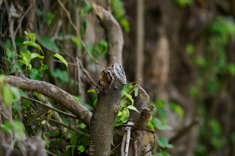 Gray lizard perched on a lichen-covered branch surrounded by green foliage.