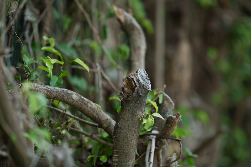 Lizard perched on a lichen-covered branch with small green leaves, photographed against a blurred natural background.