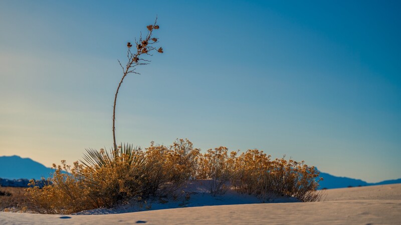 Solitary tall plant with sparse foliage silhouetted against desert sand and blue mountains at sunset.