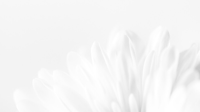 Close-up of white flower petals with soft, diffused lighting and shallow depth of field.