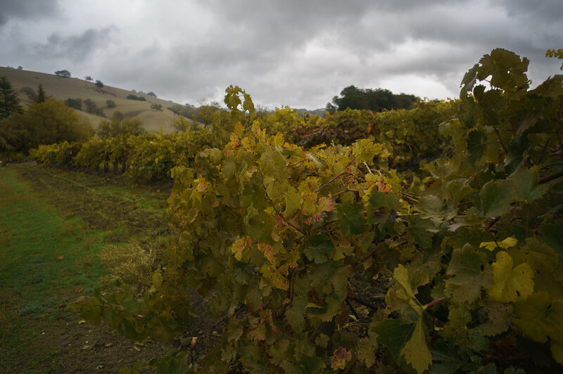 Vineyard rows with autumn foliage under dramatic cloudy sky and rolling hills.