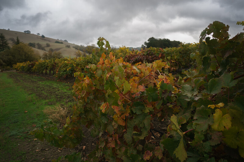 Autumn vineyard with changing foliage under cloudy sky and rolling hills in background.