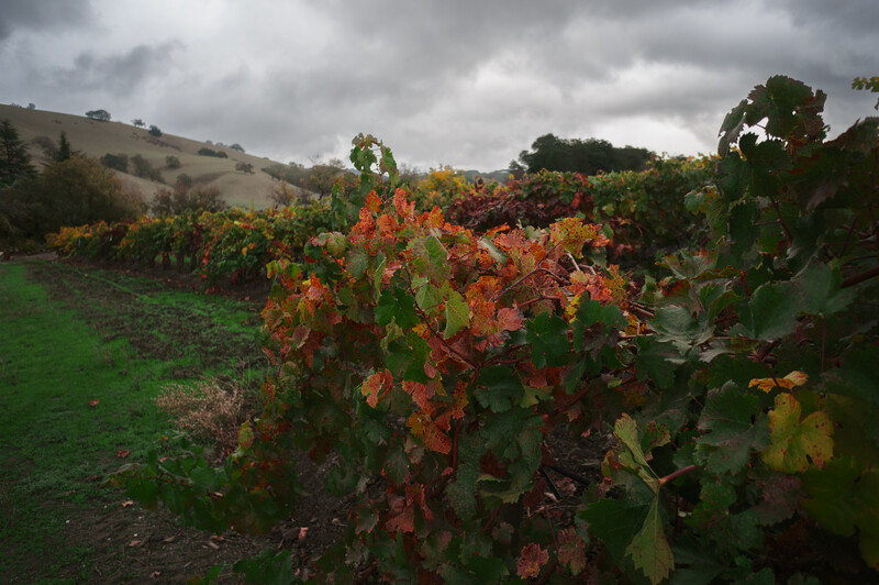 Autumn vineyard with orange and red foliage in rolling hillside landscape under dramatic cloudy sky.
